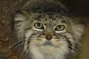 ppz pallas cat byjlm1.JPG